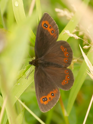 Scotch Argus