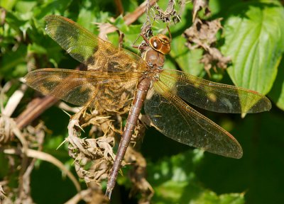 Brown Hawker