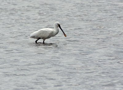 Spoonbill