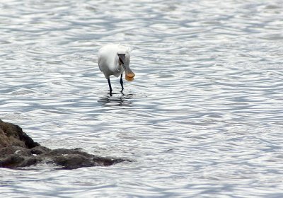 Spoonbill