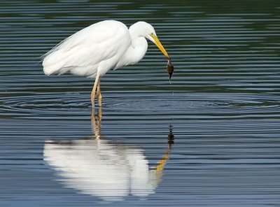 Great White Egret