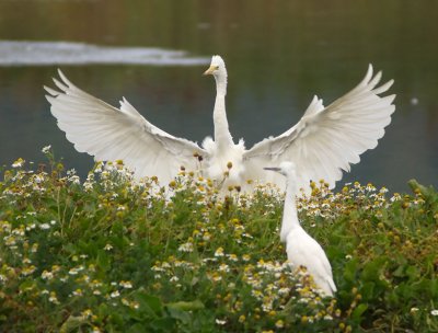 Great White Egret