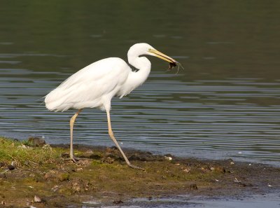 Great White Egret