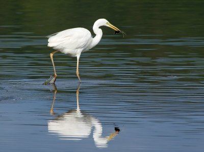 Great White Egret