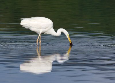 Great White Egret