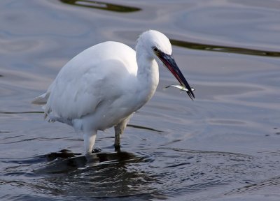 Little Egret