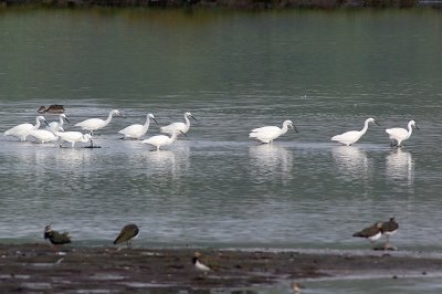 Little Egrets