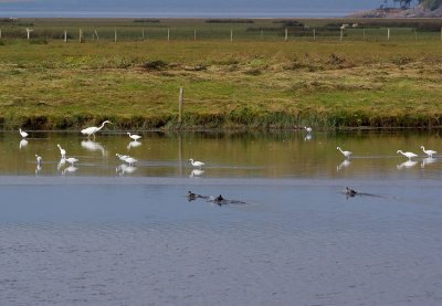Little Egrets & Great White Egret