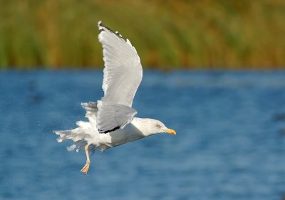 Herring Gull