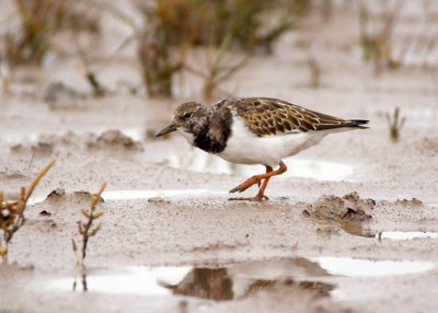 Turnstone