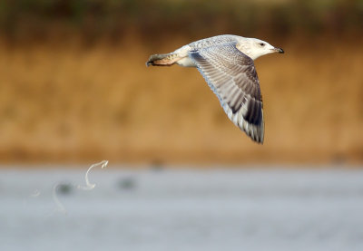 Herring Gull