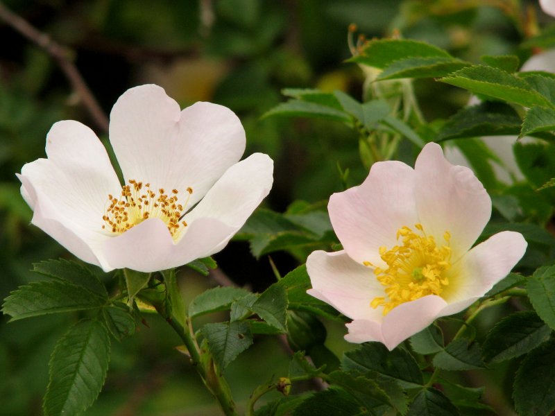 Rosa rugosa.jpg