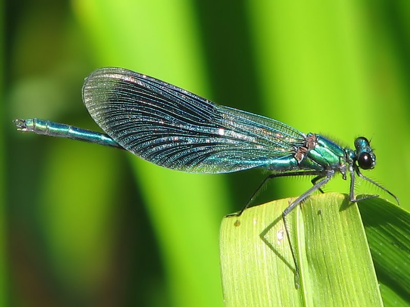 Calopteryx splendens .jpg