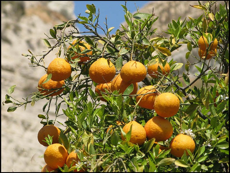 Cyprus Mandora.jpg