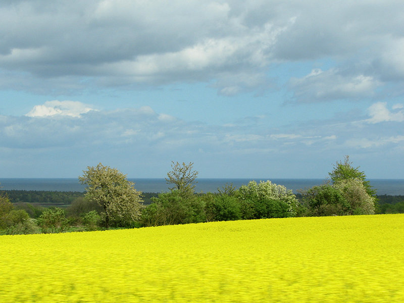 Rape field by the sea, Sweden.jpg