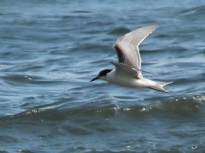 Common Tern - Sterna hirundo - Fisktrna.jpg