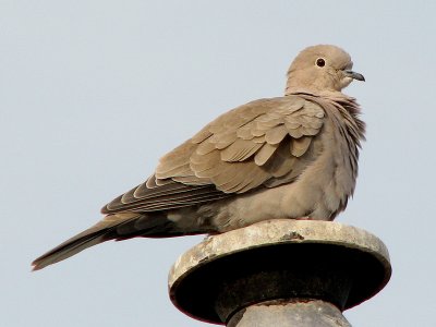 Collared Dove.jpg