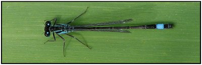 Ishnura elegans - Allmn kustflickslnda.jpg