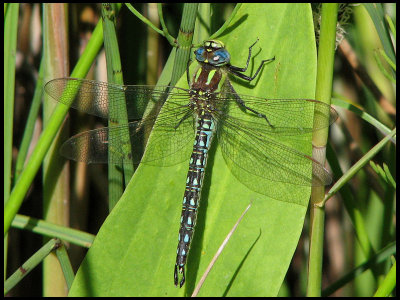 Brachytron pratense - Tidig Mosaikslnda, hane.jpg