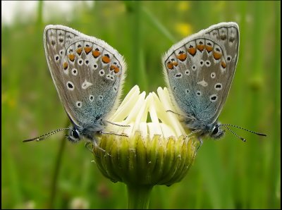 Polyommatus icarus - Puktrneblvinge , males.jpg