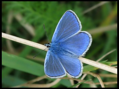 Polyommatus icarus - Puktrneblvinge.jpg