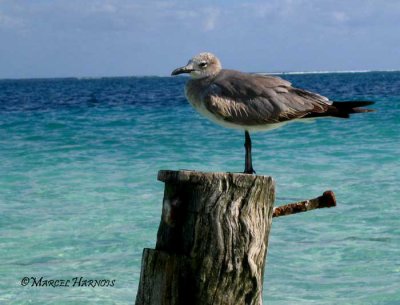 Mouette-atricille-juvenile.jpg