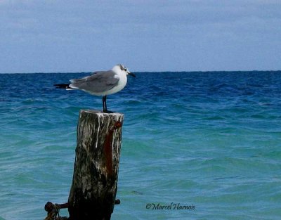 Mouette-atricille-adulte-internuptial