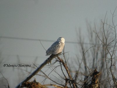 Harfang des neiges St-Barthlemy 29 12 06 029P.jpg