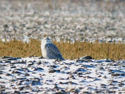 Harfang-des-neiges-8-St-Barthlemy