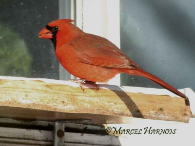 Cardinal-rouge-Crabtree.jpg