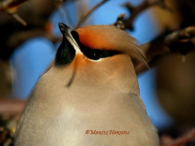 Visiteurs d'hiver