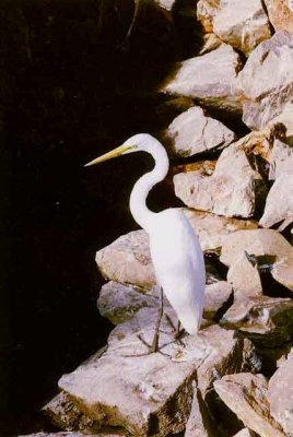 Grande Aigrette,Ixtapa-199