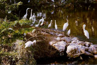 Grandes Aigrettes,Aigrette neigeuse, Ixtapa