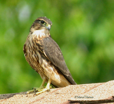 Faucon émerillon juvénile - Repentigny 18 07 07 057P.jpg