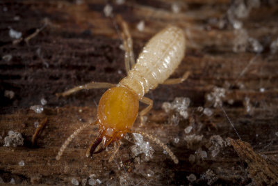 Formosan Termite Soldier8405ar.jpg