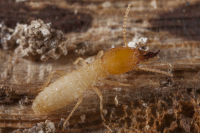 Formosan Termite Soldier8407ar.jpg