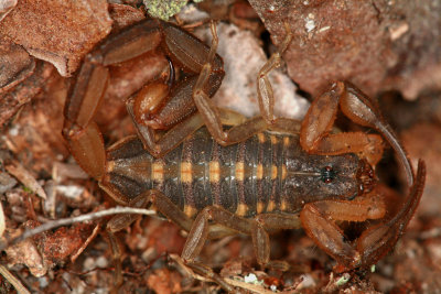 Scorpion 012107r.jpg
