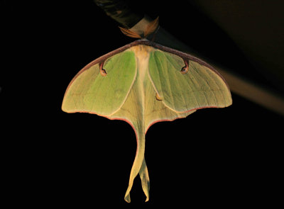 Luna Moth003r.jpg