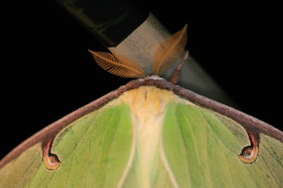 Luna Moth004r.jpg