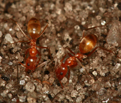 Pyramid Ant 011507r.jpg