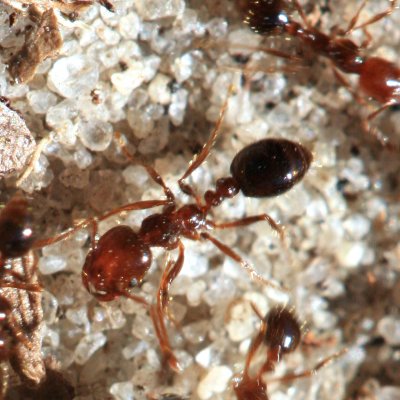 Fire Ant 010607e.jpg