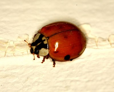 Two Spotted Lady Bug001 020907.jpg
