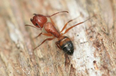 Carp Ant Worker Camponatus sp003.jpg