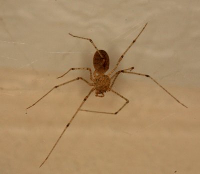 Cobweb Spider 000r.jpg