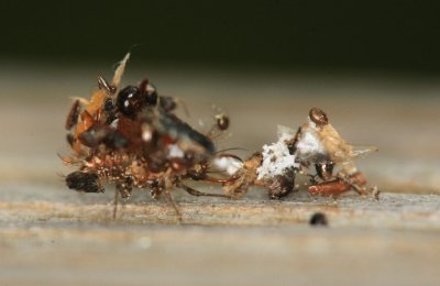 Lace Wing Larvae0225073.jpg