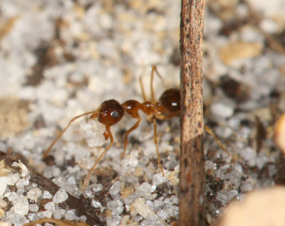 Pyramid Ant011.jpg