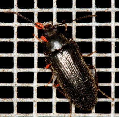 Beetle with Phoretic Mite 032307b.jpg