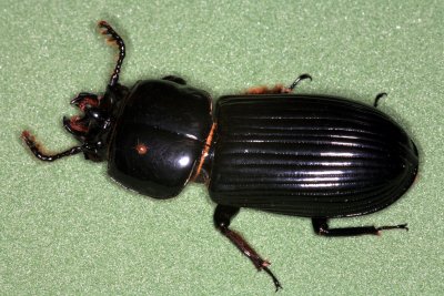 Bess Beetle Horned Passalus 032507 25r.jpg