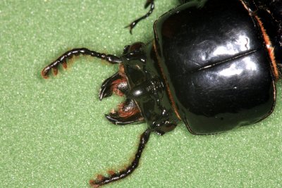 Bess Beetle Horned Passalus 032507 26r.jpg