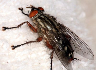 Flesh Fly 040407 073r.jpg